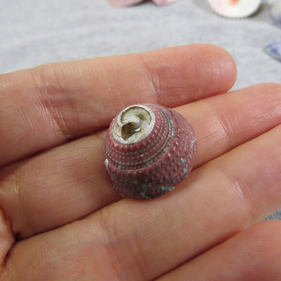 REAL Sea Shells PURPLE wide variety of sizes (all items in 1st pic) 1lb + - Picture 2 of 16